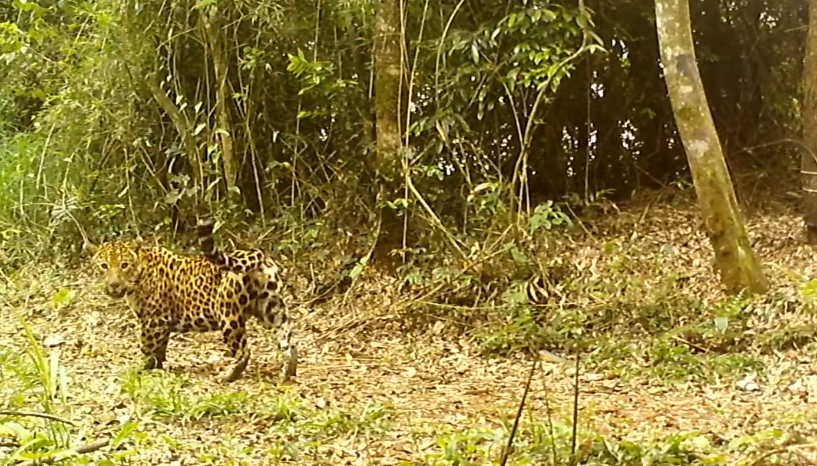 Kuarahy y su cachorro reaparecen en el Parque Nacional Iguazú 2